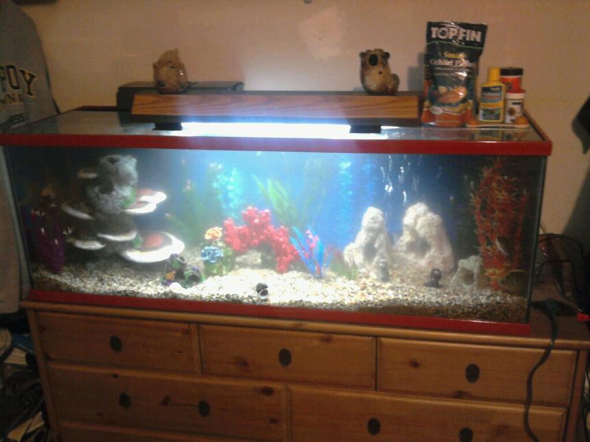 Rated #3693: 55 Gallons Freshwater Fish Tank - 55 gallon tank. custom painted red top and bottom, with custom painted blue background. 7 ASSORTED AFRICAN CICHLIDS. 7 TIGER BARBS. 1 CRAB. Plant life is all plastic. 60 gallon filter with air bubbles as well.i need a bigger light then my tank is complete.