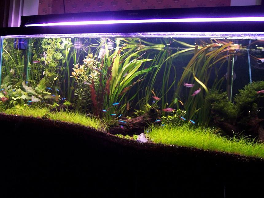 Rated #9: 55 Gallons Planted Tank - my private yard in my room