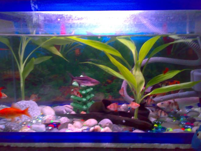 15 gallons planted tank (mostly live plants and fish) - (this is my updated aquarium). I have a 15 tiger barb fish(3 albino), 2 shark catfish, 3 koi fish, 3 swordtail, 1 goldfish. this is a 15g aquarium.