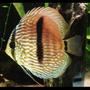 freshwater fish - symphysodon discus - heckle discus stocking in 113 gallons tank - Discus Heckel - wild.