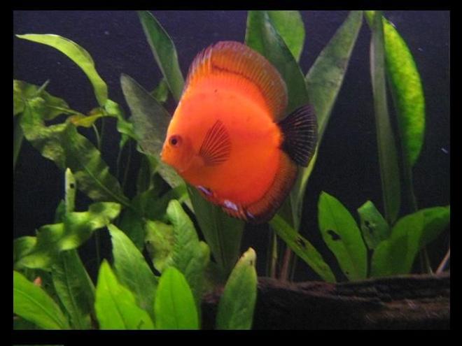 freshwater fish - symphysodon sp. - red marlboro discus stocking in 113 gallons tank - red marlboro discus fish