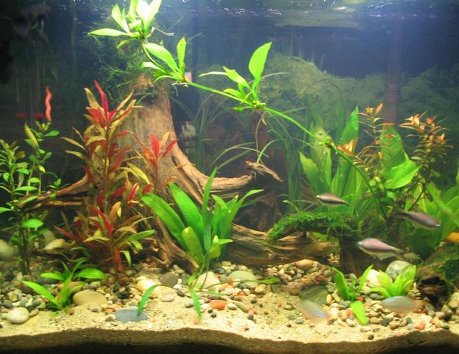 20 gallons planted tank (mostly live plants and fish) - updated 20 gallon  new fish, some new wood and loads of new offsets from my amazon sword