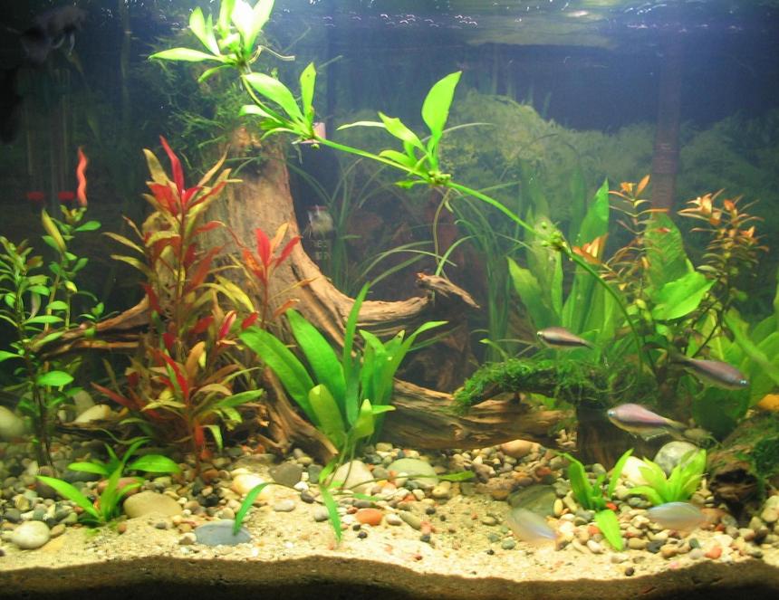 Rated #161: 20 Gallons Planted Tank - updated 20 gallon  new fish, some new wood and loads of new offsets from my amazon sword
