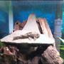 fish tank picture - Pleco(RIP) on his new little rock formation. Couldn't find my camera quick enough so I took it with my phone that's why the quality is crap.