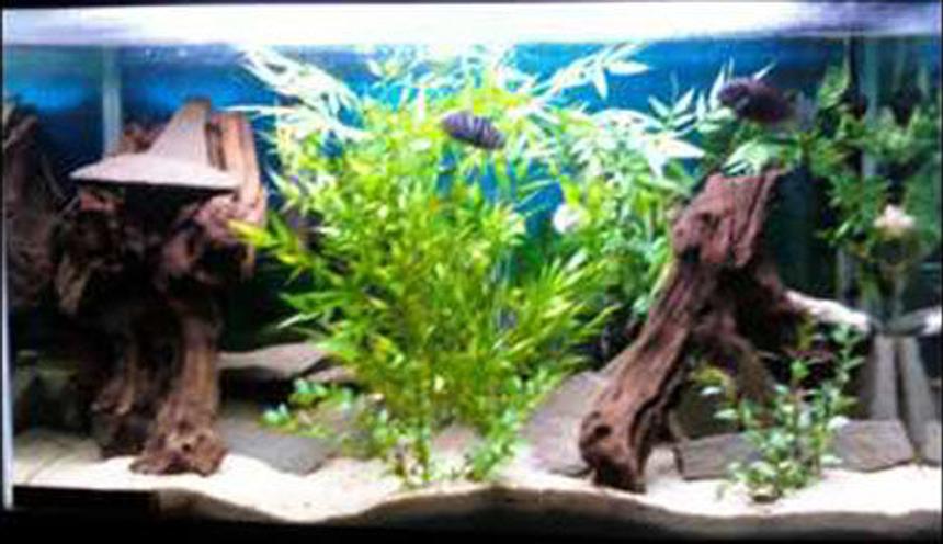 Rated #2202: 29 Gallons Freshwater Fish Tank - This is the most updated picture of my tank as of April 2009.  Sorry the quality is crap but you get the idea :)