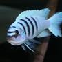 freshwater fish - cynotilapia afra - afra cichlid stocking in 55 gallons tank - afar hara