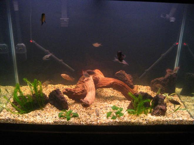 150 gallons freshwater fish tank (mostly fish and non-living decorations) - My CA/SA tank.