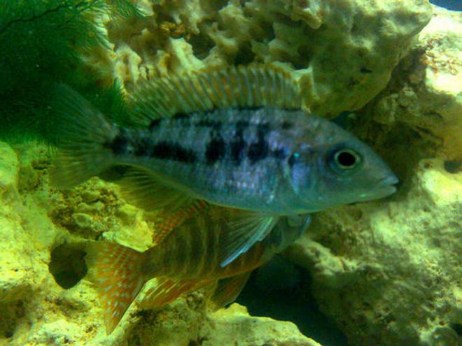 freshwater fish - otopharynx lithobates - sulphur crested lithobate stocking in 57 gallons tank - One of My Aulonacara Rubens Red
