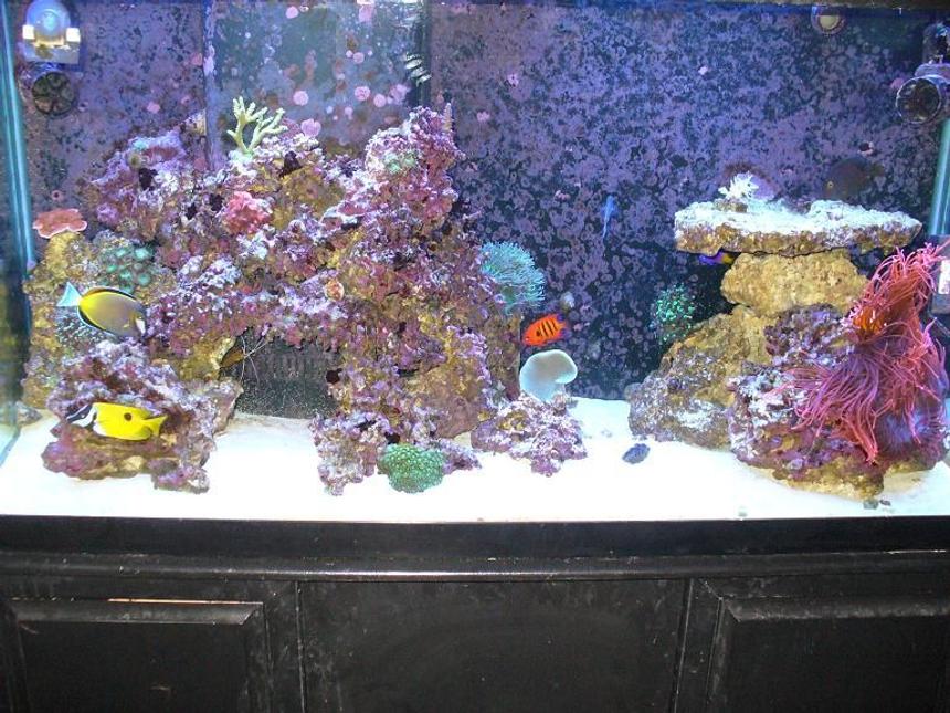 Rated #123: 90 Gallons Reef Tank - tank after 1 year about 15 corals and 8 fish.