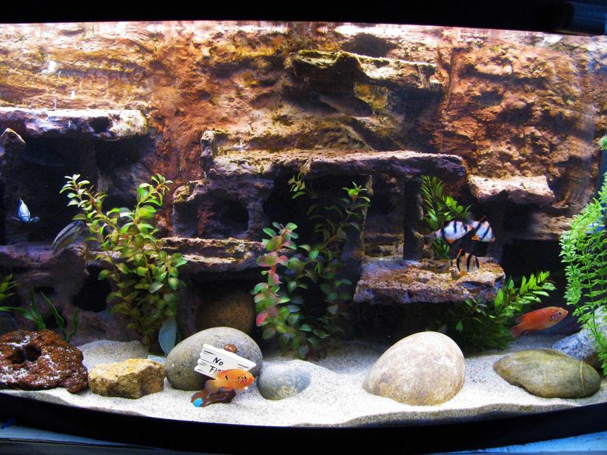 Rated #69: 72 Gallons Freshwater Fish Tank - My fish tank
