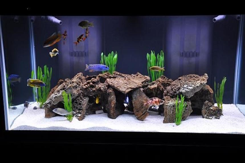 Rated #35: 120 Gallons Freshwater Fish Tank - Freshwater tank in freshwater section