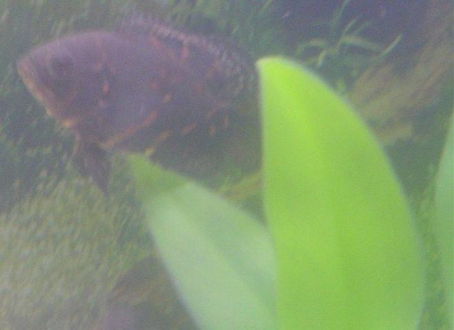 freshwater fish - astronotus ocellatus - tiger oscar stocking in 55 gallons tank - My Tiger Oscar