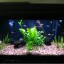 fish tank picture - my planted 30 gallon community fish tank