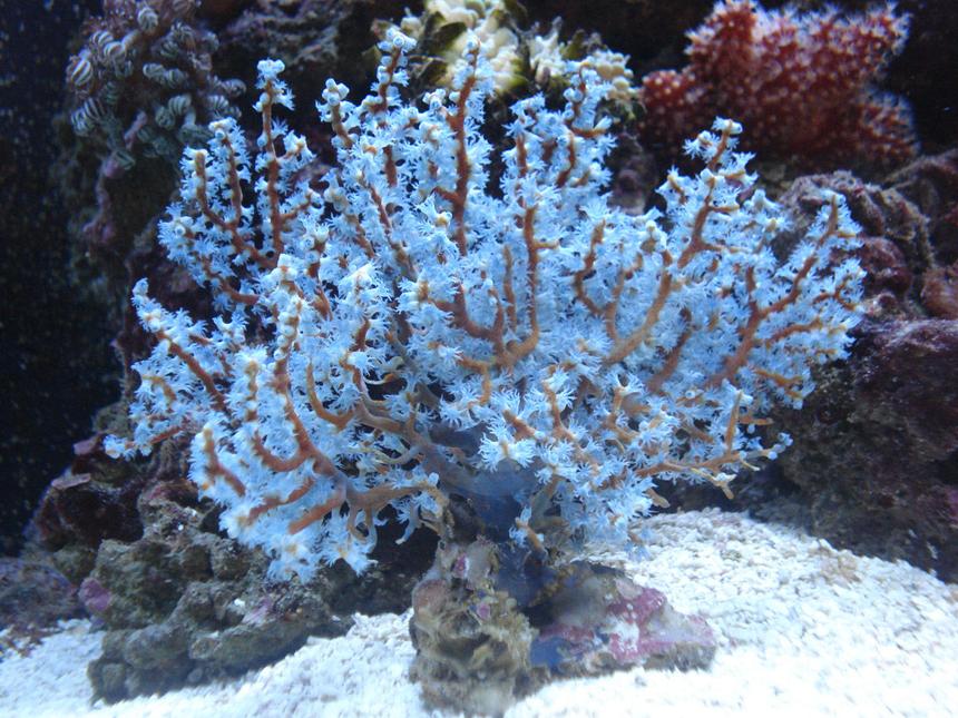Rated #6: Corals Inverts - Acalycigorgia Sp. - Blue Sea Fan Stocking In 30 Gallons Tank - Blue Gorgonia