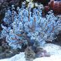 corals inverts - acalycigorgia sp. - blue sea fan stocking in 30 gallons tank - Blue Gorgonia