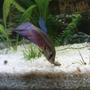 freshwater fish - betta splendens - betta - male stocking in 10 gallons tank - george eating!