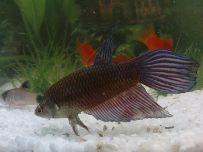 freshwater fish - betta splendens - betta - male stocking in 10 gallons tank - ..