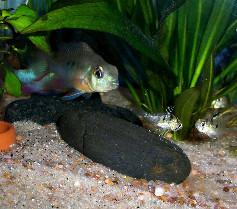 freshwater fish - microgeophagus altispinosa - bolivian ram stocking in 55 gallons tank - Bolivian Ram Mama with her 4 month old fry.