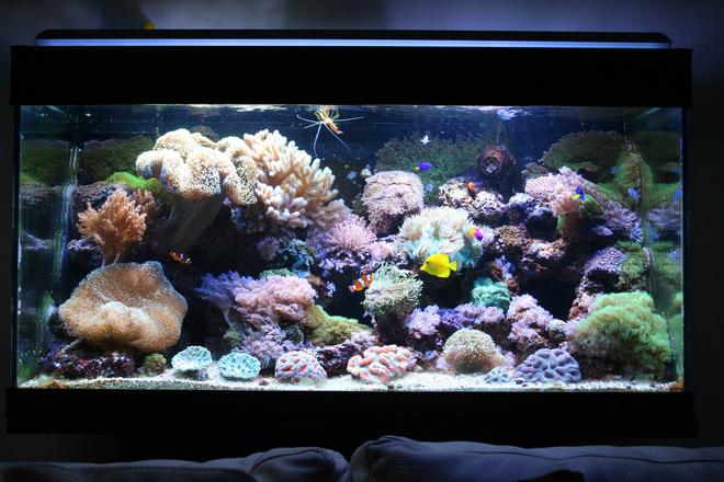 110 gallons reef tank (mostly live coral and fish) - 110g reef