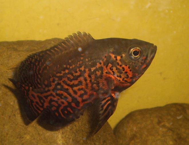 freshwater fish - astronotus ocellatus - tiger oscar stocking in 40 gallons tank - oscar fish it's name is oscar