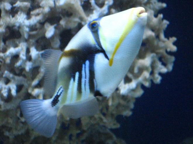 saltwater fish - rhinecanthus aculeatus - humu picasso triggerfish stocking in 75 gallons tank - My Huma Huma