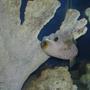 saltwater fish - arothron nigropunctatus - arothron dog face puffer stocking in 75 gallons tank - Dog Face