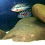 freshwater fish - thorichthys meeki - firemouth cichlid - New World Cichlids