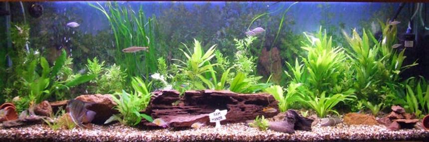 Rated #53: 320 Gallons Planted Tank - Ram Manor
Community of Dwarf Cichlids & a few others.
Blue Rams(Mikrogeophagus Ramerezi) Gold Rams(Papiliochromis Ramirezi) Bolivian Butterfly(Mikrogeophagus Altispinosus) Cockatoo Cichid(Apistogramma Cacatuoides)
Neons, Angels, Australian Dwarf Neon Rainbows, Red Scissortail Rasbora.