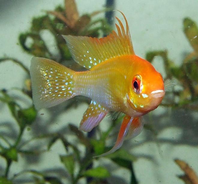 freshwater fish - papiliochromis ramirezi - german gold ram stocking in 320 gallons tank - My male Gold Ram