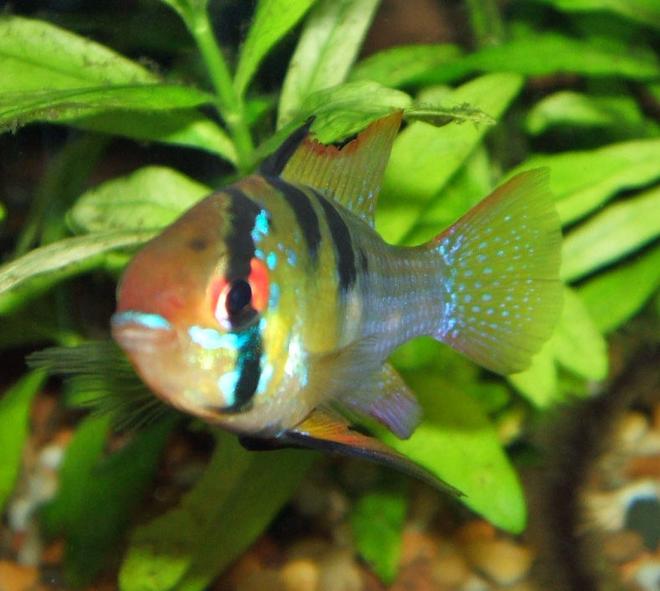 freshwater fish - papiliochromis ramirezi - german blue ram stocking in 320 gallons tank - Tank bred Male Blue Ram