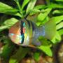 freshwater fish - papiliochromis ramirezi - german blue ram stocking in 320 gallons tank - Tank bred Male Blue Ram