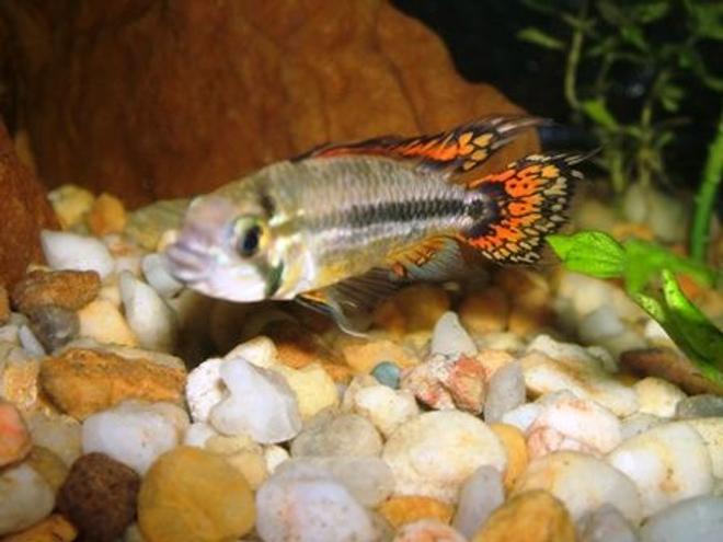 freshwater fish - apistogramma cacatuoides - orange cockatoo cichlid stocking in 320 gallons tank - Male Apistogramma Cacatuoides Tripple Red.