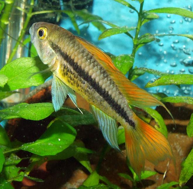 freshwater fish - apistogramma cacatuoides - orange cockatoo cichlid stocking in 320 gallons tank - Male Apistogramma Cacatuoides Sunbust Orange.