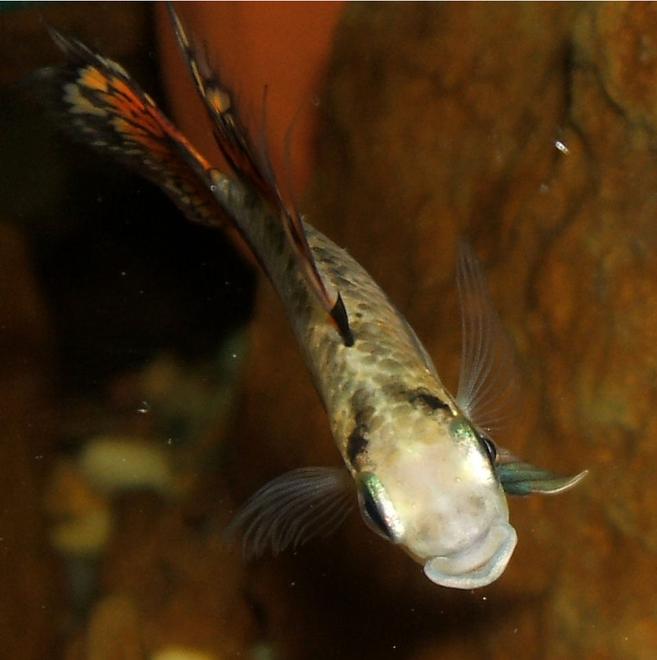 freshwater fish - mick jagger stocking in 320 gallons tank - Mick Jagger