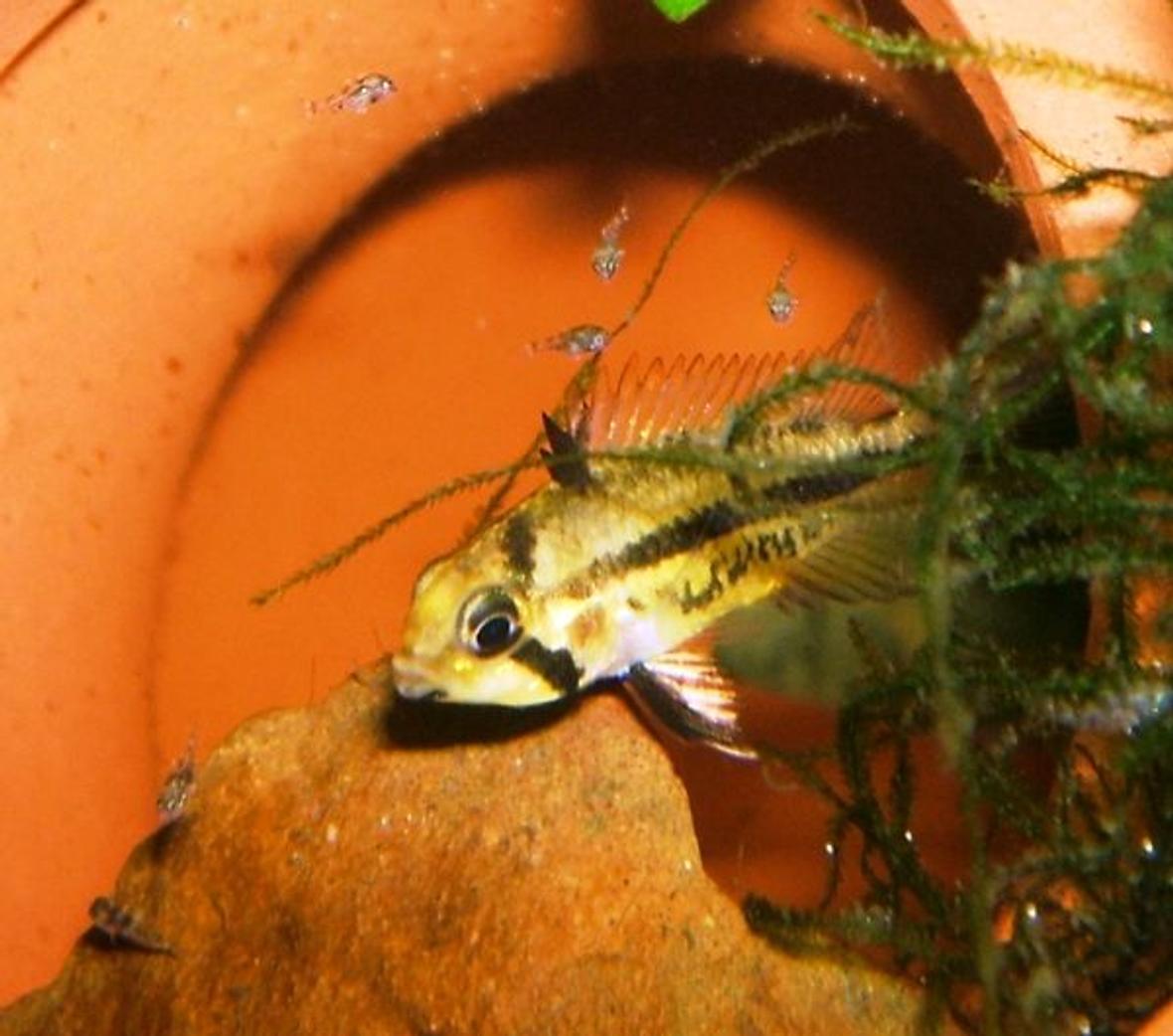 freshwater fish - apistogramma cacatuoides - orange cockatoo cichlid stocking in 320 gallons tank - Female Double Red Apistogramma Cacatuoides with 7 day old fry.