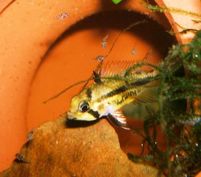 freshwater fish - apistogramma cacatuoides - orange cockatoo cichlid stocking in 320 gallons tank - Female Double Red Apistogramma Cacatuoides with 7 day old fry.