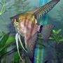 freshwater fish - pterophyllum sp. - zebra lace angel fish stocking in 320 gallons tank - Lace Zebra Angel