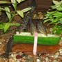 freshwater fish - botia lohachata - yoyo loach stocking in 320 gallons tank - Yoyo Loaches having a snack