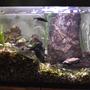 fish tank picture - 05/07/09