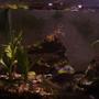 fish tank picture - 05/07/09