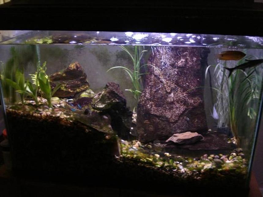 Rated #1370: 20 Gallons Freshwater Fish Tank - 05/07/09