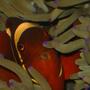 saltwater fish - premnas biaculeatus - maroon clownfish stocking in 90 gallons tank - Maroon in a Magnificent Anemone