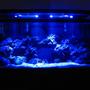 fish tank picture - 90 at night with moonlights