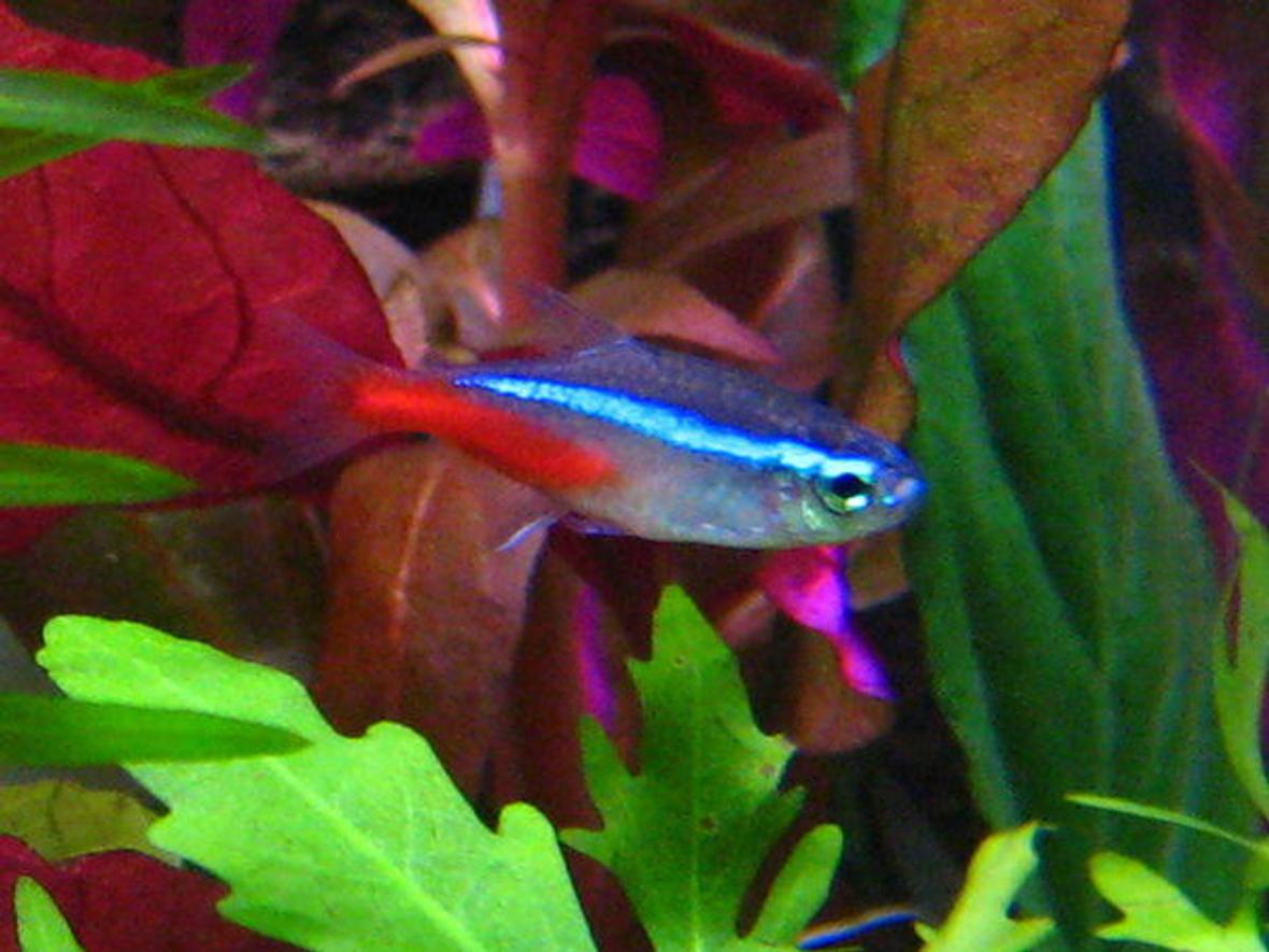 freshwater fish - paracheirodon innesi - neon tetra jumbo stocking in 32767 gallons tank - a neon tetra^^