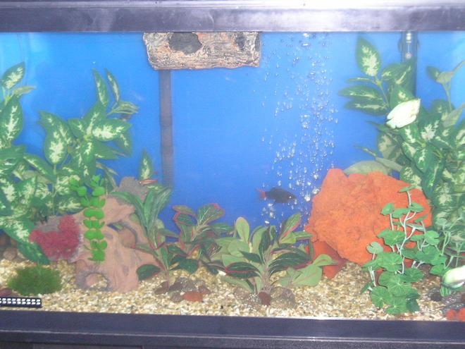 20 gallons freshwater fish tank (mostly fish and non-living decorations) - My 25 gal tank