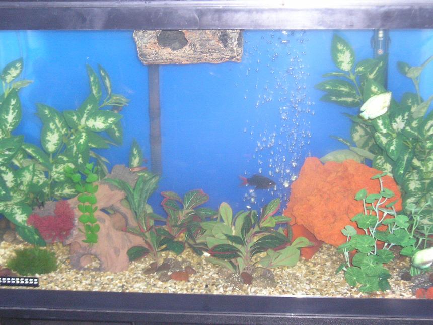 Rated #3969: 20 Gallons Freshwater Fish Tank - My 25 gal tank