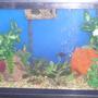 20 gallons freshwater fish tank (mostly fish and non-living decorations) - My 25 gal tank