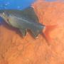 freshwater fish - epalzeorhynchos bicolor - redtail shark stocking in 20 gallons tank - New pic of Sharky, in one month he has grown alot!! Although you can't really tell in the photos...