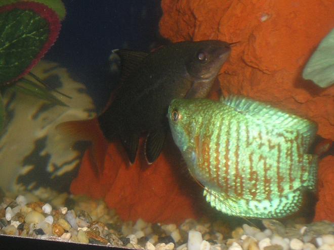 freshwater fish - colisa lalia - powder blue dwarf gourami stocking in 20 gallons tank - Ed and Sharky