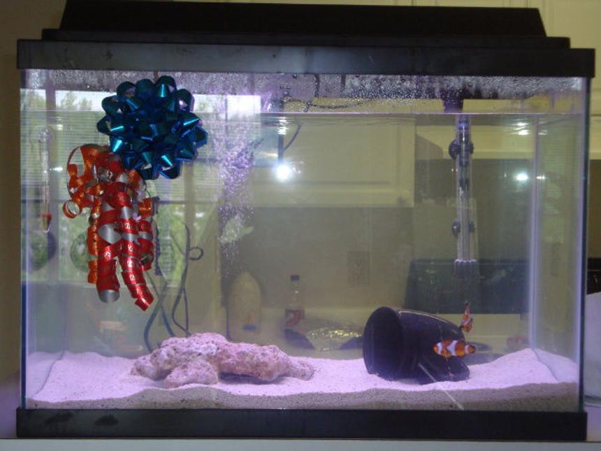 Rated #49: 20 Gallons Saltwater Fish Tank - You have to start somewhere!